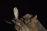 Tyto alba