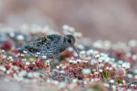 Calidris maritima