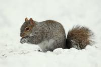 Eastern gray squirrel