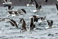 Larus dominicanus