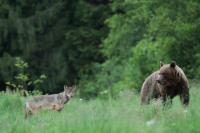 Brown bear