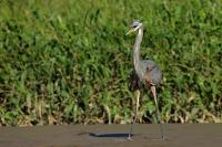 Ardea herodias