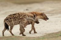 Spotted hyena