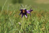 Mongolia flora