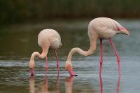 Phoenicopterus roseus