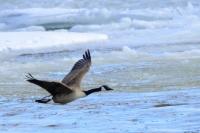 Branta canadensis