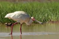 Platalea alba