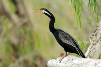 Anhinga novaehollandiae