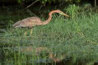 Ardea purpurea