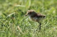 Charadrius pecuarius