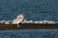 Pelecanus crispus