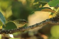 Phylloscopus proregulus