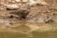 Turdus viscivorus