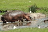 Common hippopotamus