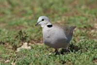 Streptopelia capicola