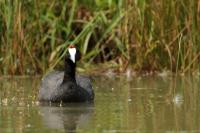 Fulica cristata