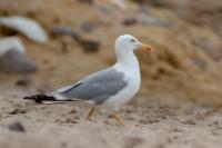 Larus michahellis