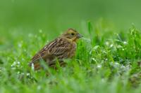 Emberiza citrinella