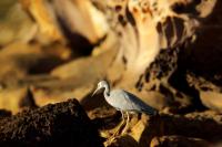 Egretta novaehollandiae