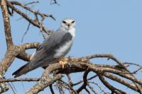 Elanus caeruleus