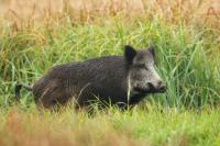 Wild boar