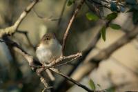 Phylloscopus bonelli