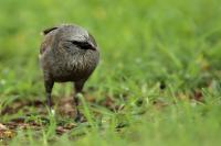 Struthidea cinerea