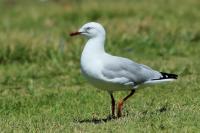 Larus novaehollandie