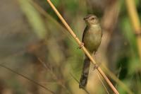 Prinia polychroa