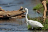 Egretta garzetta