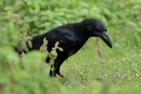 Corvus macrorhynchos