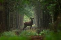 Red deer