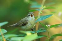 Phylloscopus trochiloides