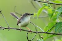 Prinia inornata