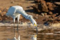 Egretta thula