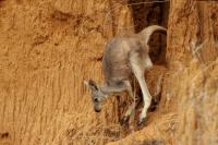 Eastern grey kangaroo