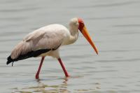 Mycteria ibis