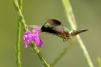 Lophornis helenae