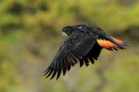 Calyptorhynchus banksii