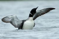 Iceland - fauna