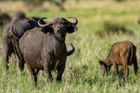 African buffalo