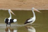 Pelecanus conspicillatus