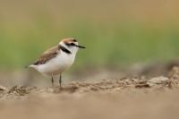 Charadrius alexandrinus