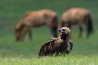 Mongolia fauna 