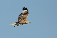 Buteo hemilasius