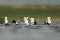 Larus vegae mongolicus