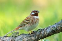 Emberiza leucocephalos