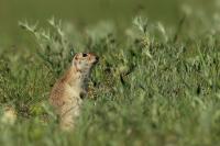 Long-tailed ground squirrel