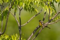 Emberiza flaviventris