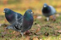 Columba livia domestica